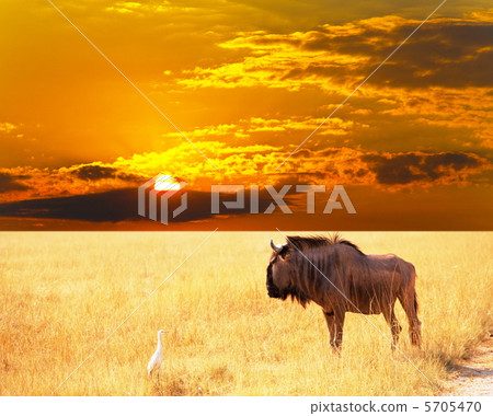 Antelope 5705470
