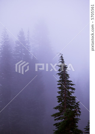 Fog in forest 5705561