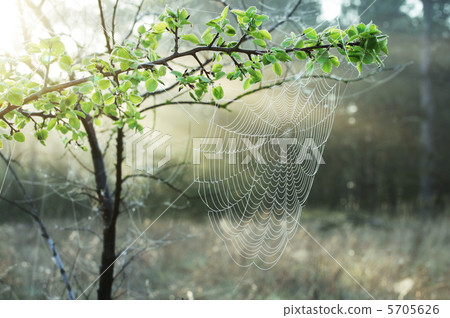 Spider-web Spider-web 5705626