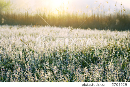 Wet grass Wet grass 5705629