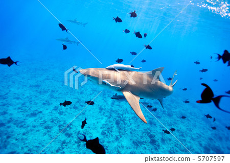 Lemon shark 5707597
