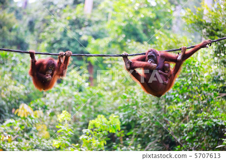 Orangutans from Sabah in Malaysian Borneo 5707613