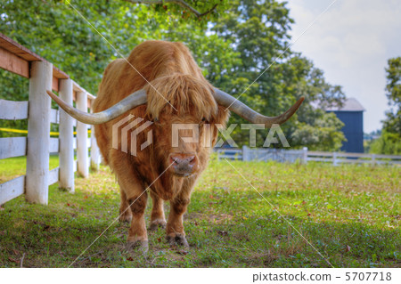 Scottish highlander ox 5707718