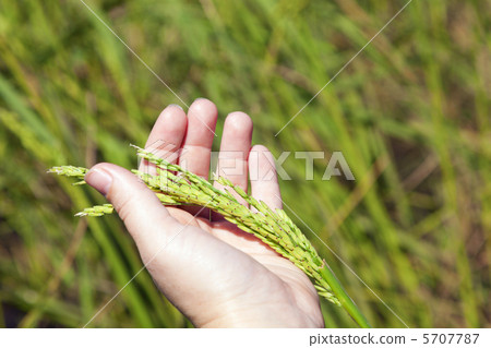 Rice Rice 5707787