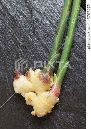 Ginger 5707975
