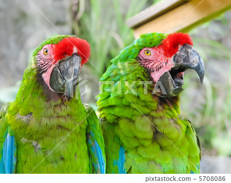 Pair of Hyper macaws 5708086