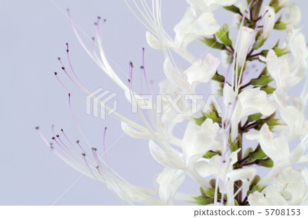 Cat's whisker like a cat's beard Cat's whisker like a cat's beard 5708153
