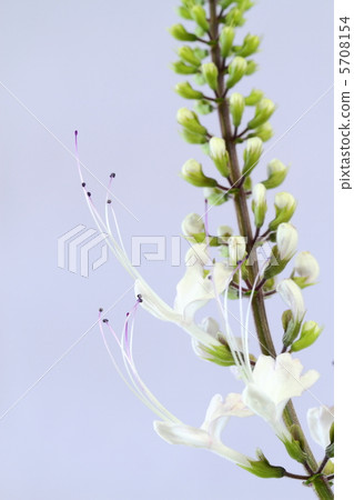 Cat's whisker like a cat's beard Cat's whisker like a cat's beard 5708154