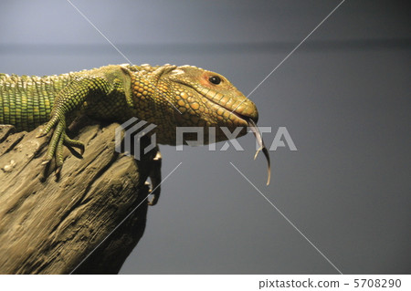 Caiman Lizard 5708290