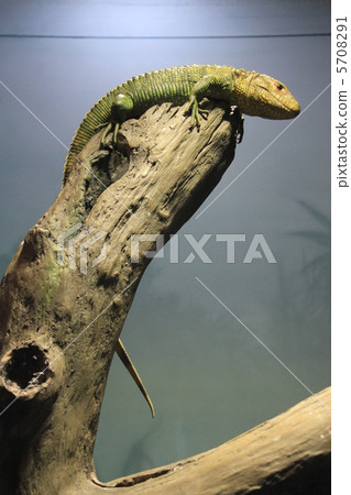 Caiman Lizard Caiman Lizard 5708291