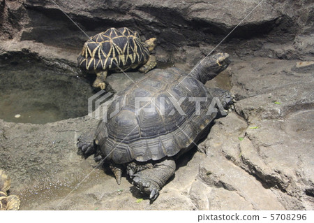 Burmut beetle turtle 5708296