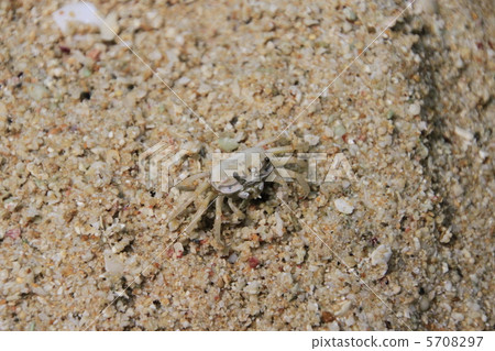 Okinawa Haxen Shiomaneki 5708297