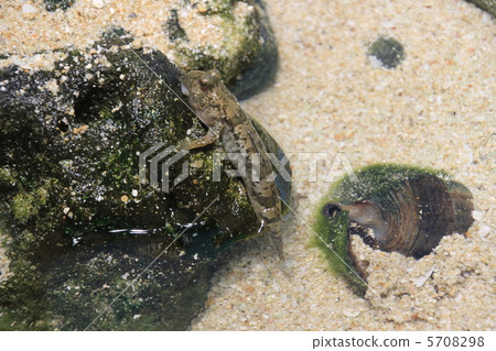 Okinawa Haxen Shiomaneki 5708298