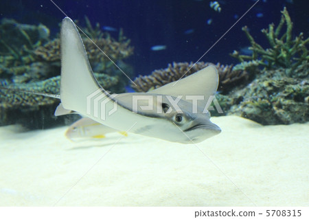 Flying fish 5708315