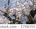Sakura started to bloom 5708350