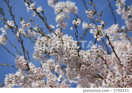 Sakura Sakura. 5708355