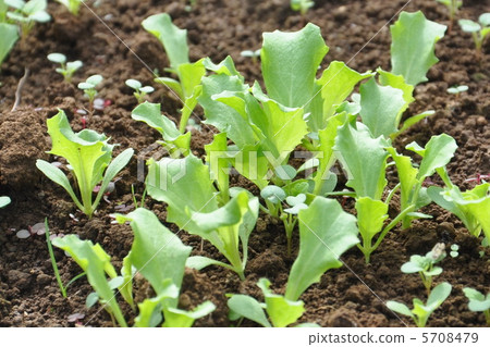陽光萵苣苗 5708479