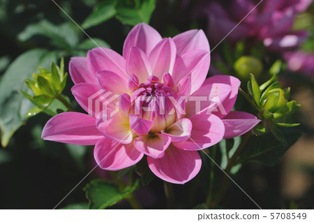 Dahlia peace 5708549