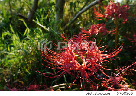 A cluster amaryllis that bloomed along the Tama River 5708566