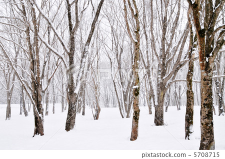 Winter scenery 5708715