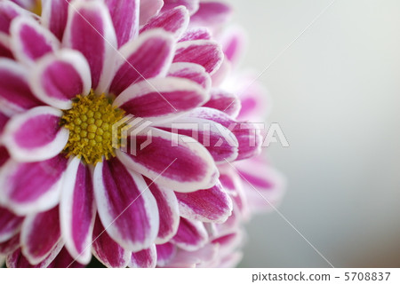 噴菊花 噴菊花 5708837