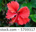 Hawaiian flowers, hibiscus 5709317