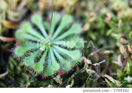 威爾士洋蔥 5709392