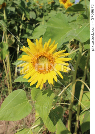 小向日葵 5709673