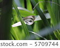 Monsieur root 5709744