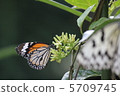 Gomadarago 5709745