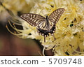 White cluster amaryllis and swallowtail butterfly 5709748