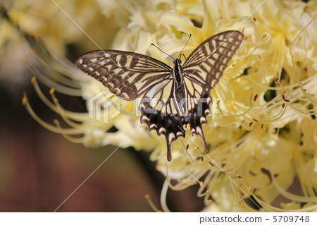 White cluster amaryllis and swallowtail butterfly 5709748