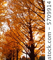 秋天的樹葉 5709914