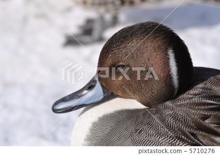 The profile of the nurse 5710276