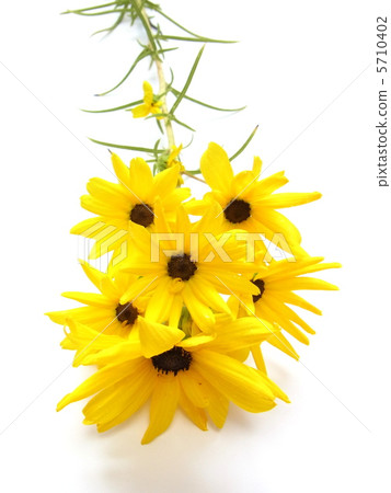 Autumn flowers Helianthus 5710402