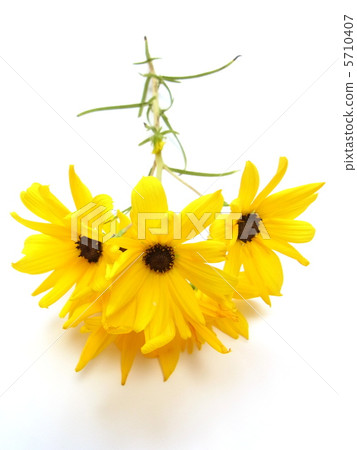 Autumn flowers Helianthus Autumn flowers Helianthus 5710407