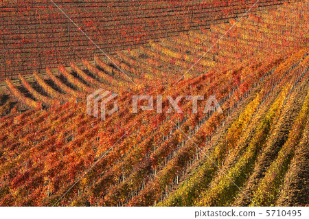 Vineyards at fall. Piedmont, Northern Italy. Vineyards at fall. Piedmont, Northern Italy. 5710495