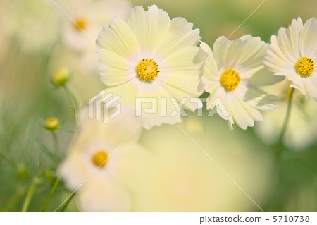 Sunset Yellow Sunset Yellow 5710738