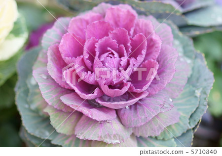 Leaf peony It develops more beautifully in cold weather. 5710840