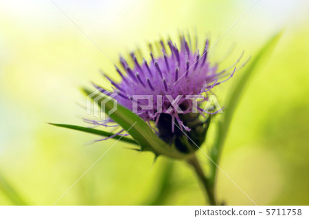 Thistle Thistle 5711758