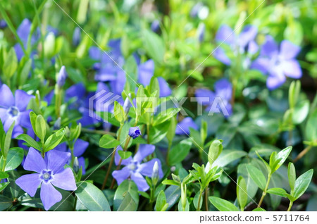 Vinca日本名稱是Vine Date 5711764