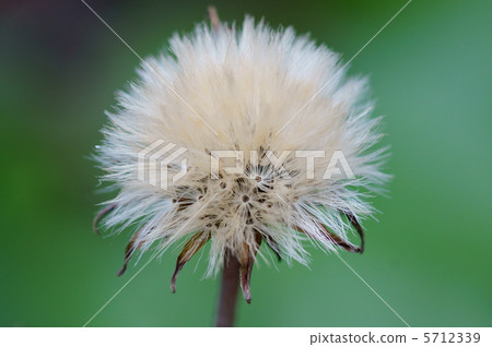 Ishigata Tsubaki的種子似乎很舒服 5712339