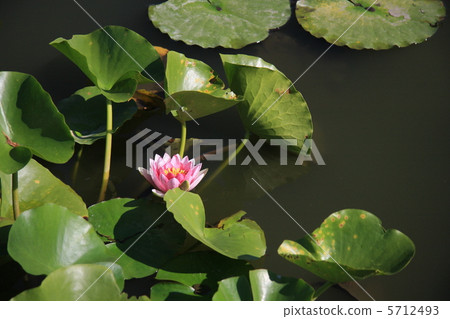 一個球 一個球 5712493