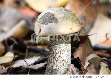蘑菇 5712499