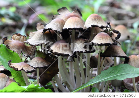 mushroom mushroom 5712503