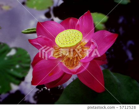 蓮花 蓮花 5712528