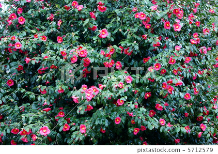 Kazuki它綻放得非常壯觀。 5712579