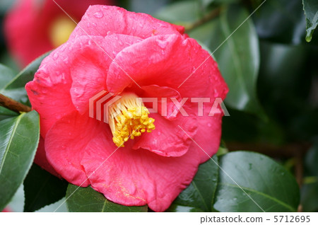 我的名字是Tsubaki Akashihigashi紅色鴿子。 5712695