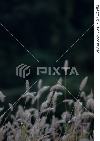 Enokorokusa plants 5712982