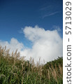 Miscanthus 5713029